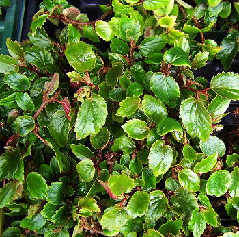 B. ‘Chiquita Rosa’